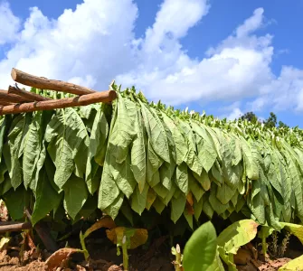 Feuilles de tabac en train de sécher au soleil