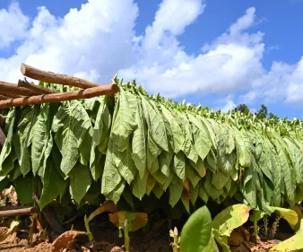 Feuilles de tabac en train de sécher au soleil