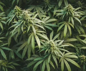 Cannabis