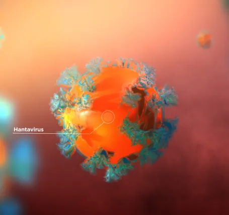 hantavirus 